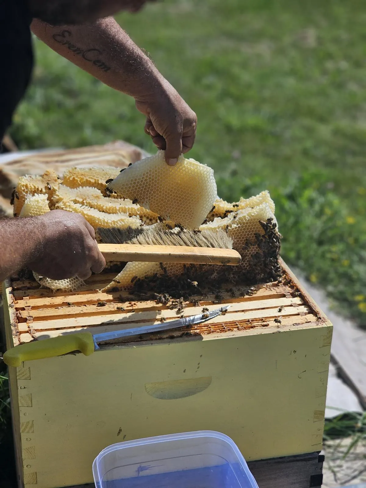 Fresh-cut natural honeycomb held by hand during harvest