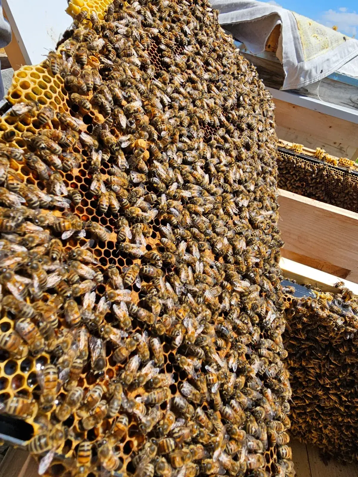 Golden raw honey dripping from a wooden dipper into a bowl