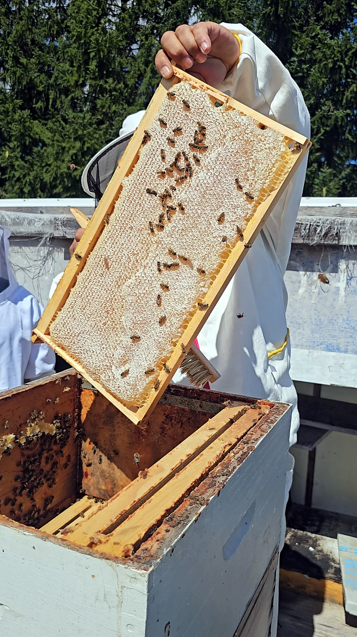 Beekeeper lifting a frame of capped comb honey covered with bees, North Maple apiary in Ontario