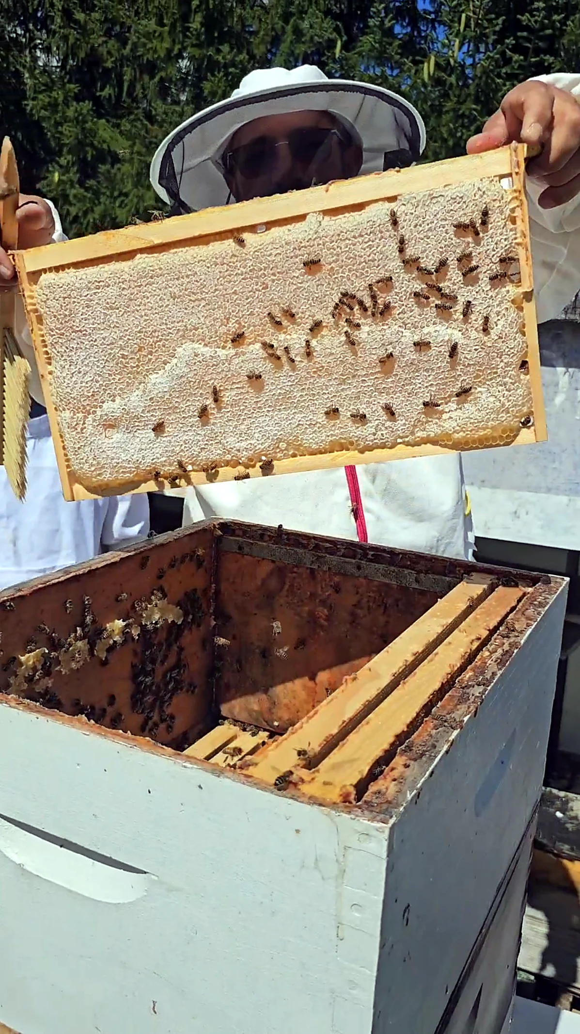 Frame of capped comb honey sealed by the bees, ready for harvest
