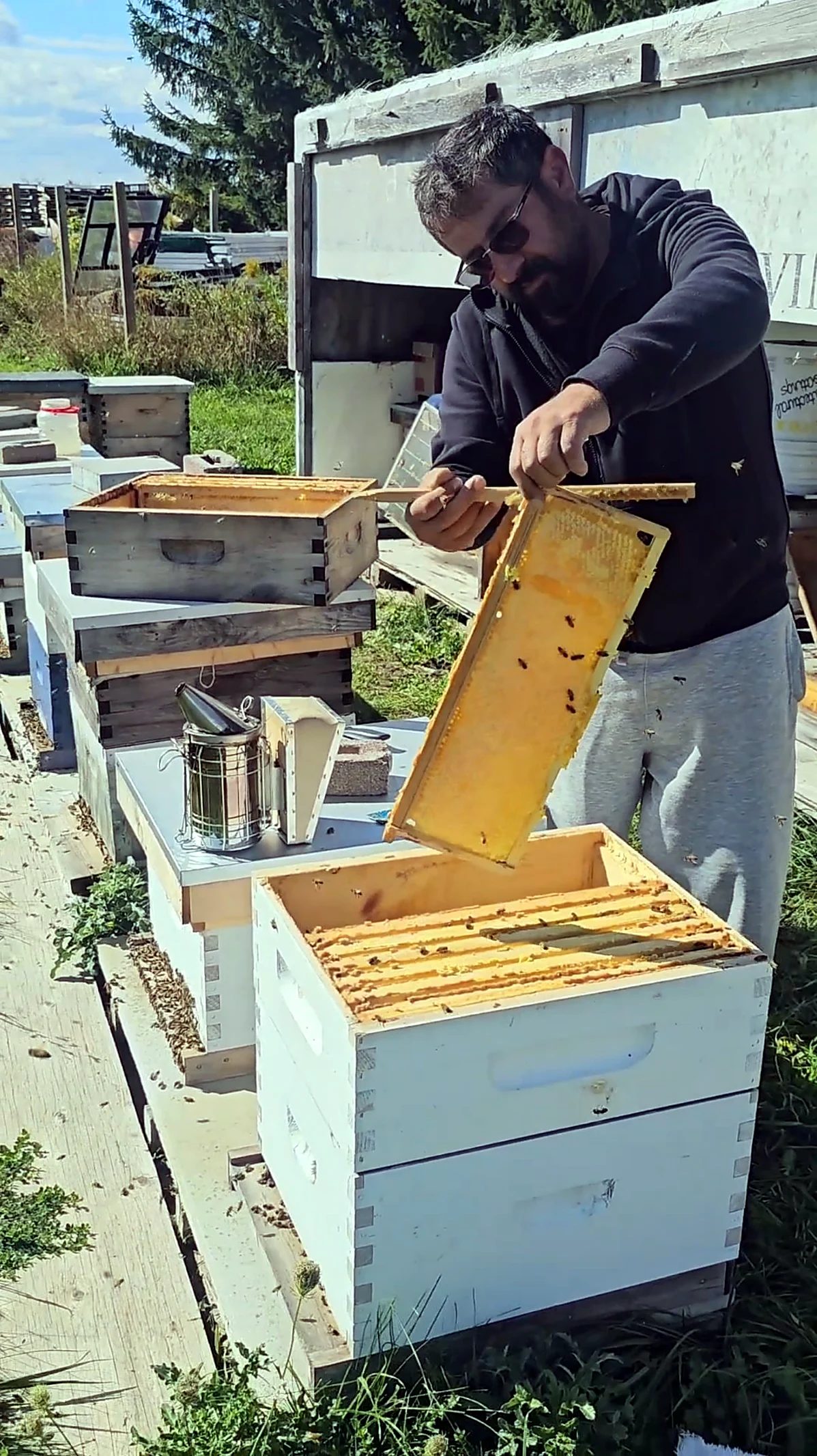 Beekeeper lifting a Karakovan frame of natural comb during harvest